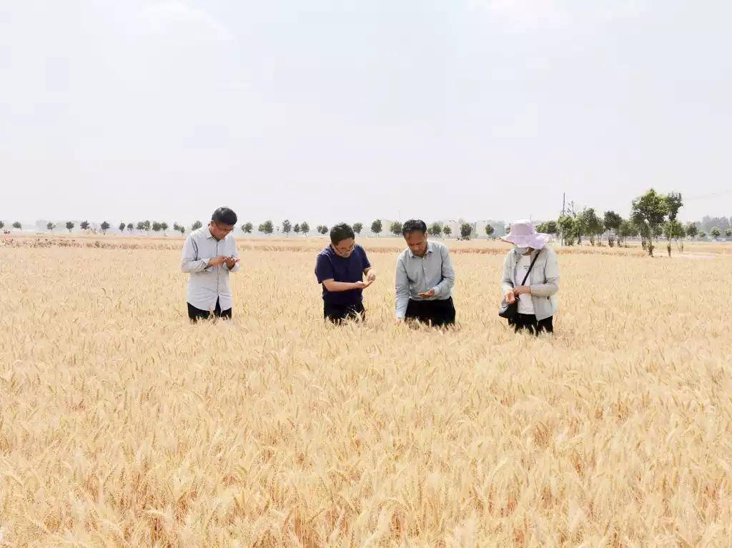 原创睢县长岗镇小麦高产状元亩产小麦1710斤