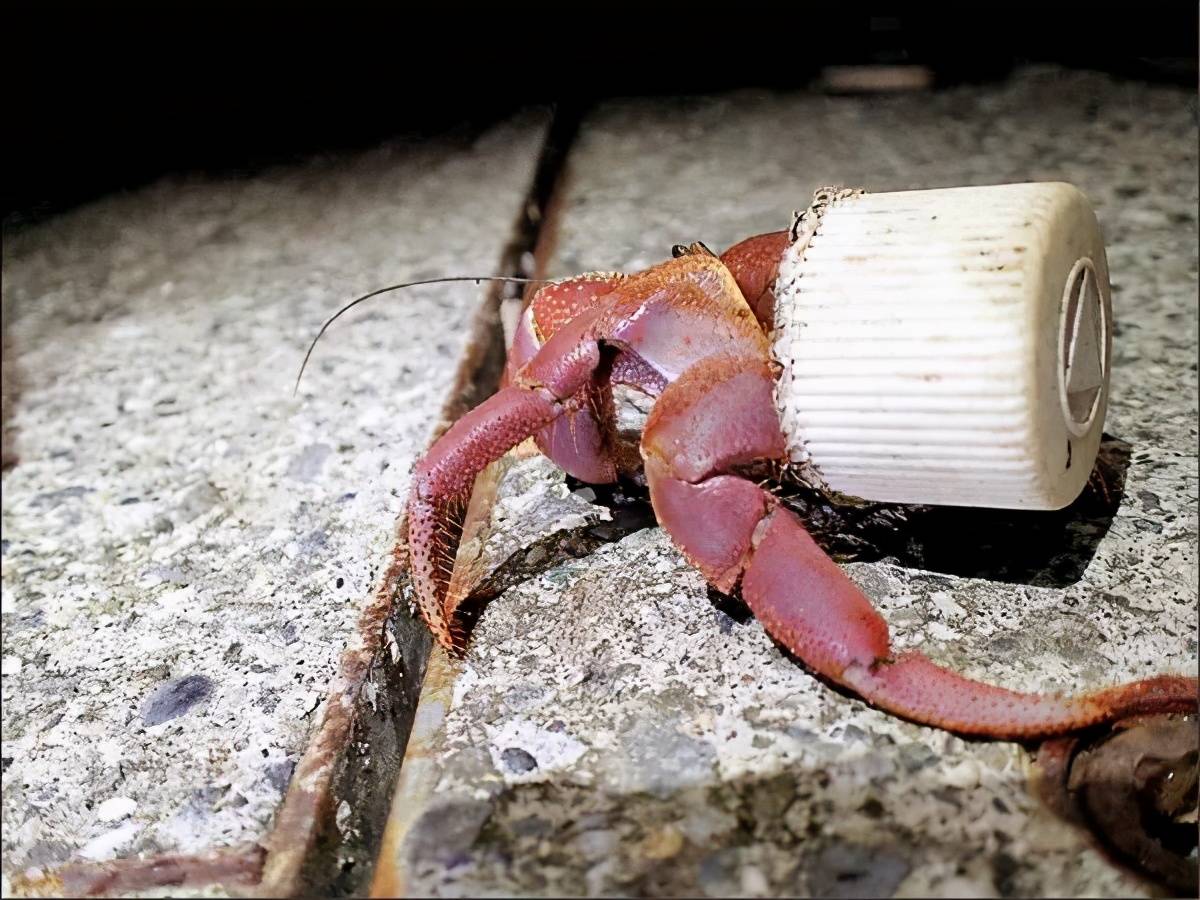 艺术家为寄居蟹打造透明居所网友奇迹蟹蟹环游世界