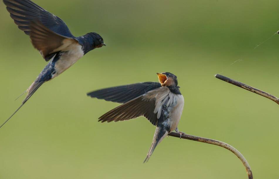 纳兰性德春燕诗词六首:莺边花树树,燕外柳丝丝_燕子_妻子_仲春