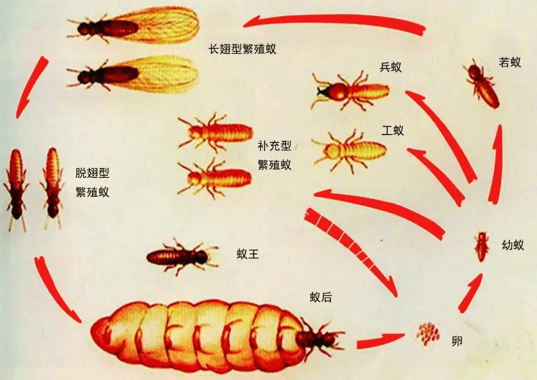 同时,白蚁种群内部分工明确,其中就有一类专门负责繁衍后代,所以它们