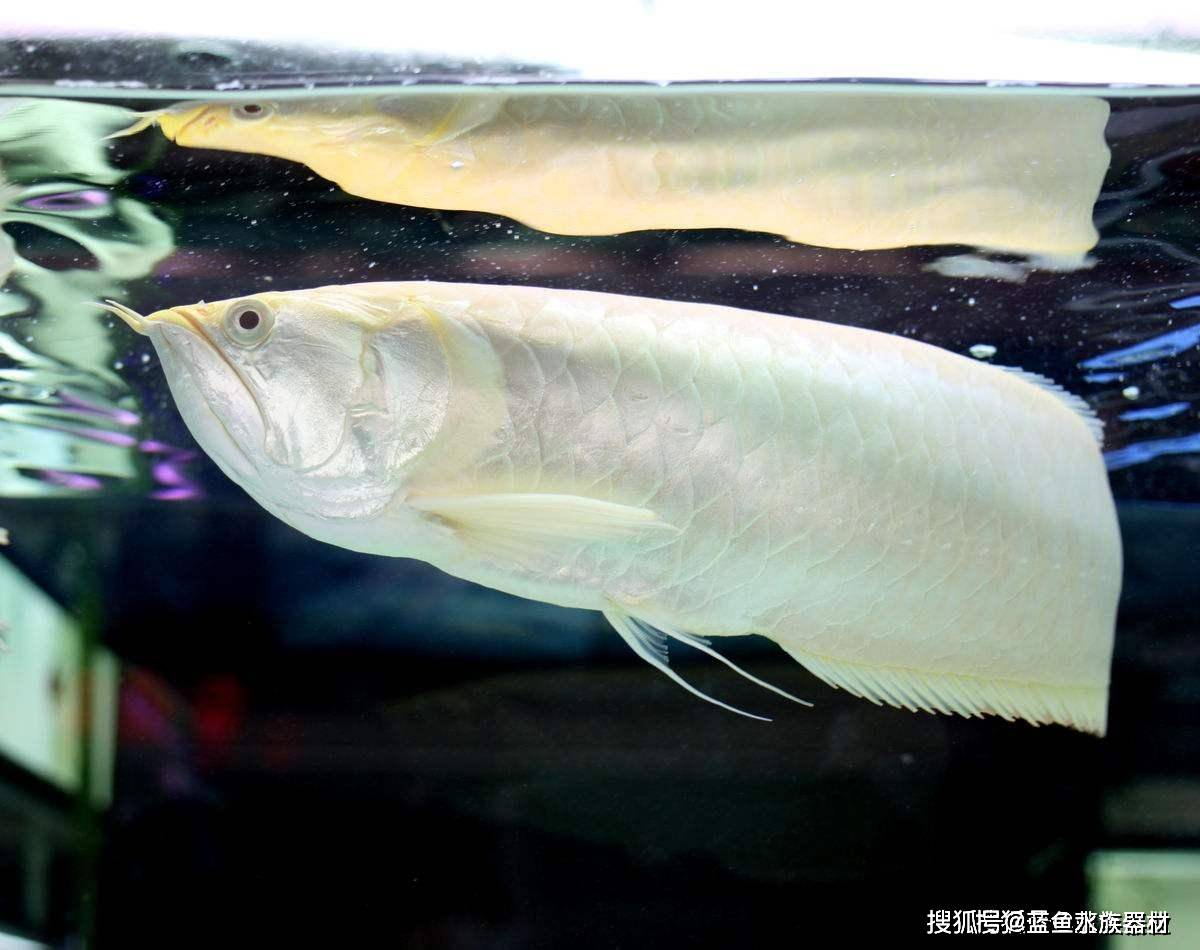 龙鱼的起源与种类分布