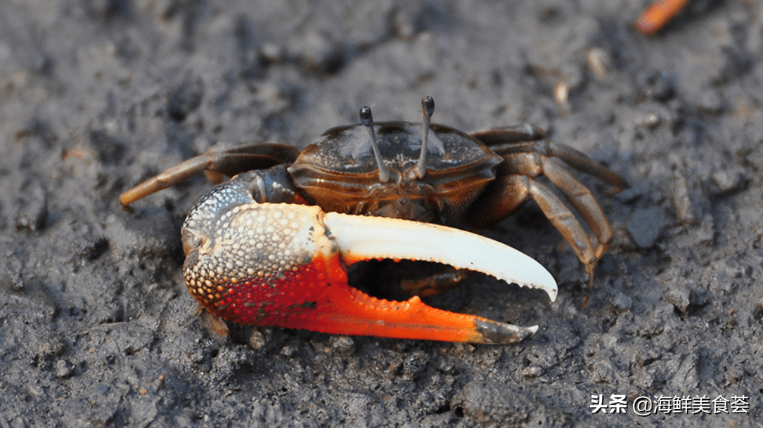 全球常见的螃蟹大全你认识几种帝王蟹和皇帝蟹真的不一样