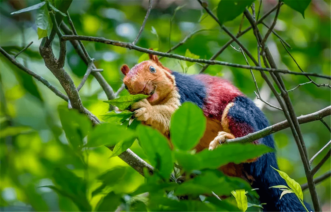 墨脱出现彩色树狗,趴在树干上吃菠萝蜜,一只凤头鹰俯冲下来,抓起树狗