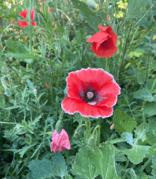 事件:鼎山公园疑现几十株"罂粟"?