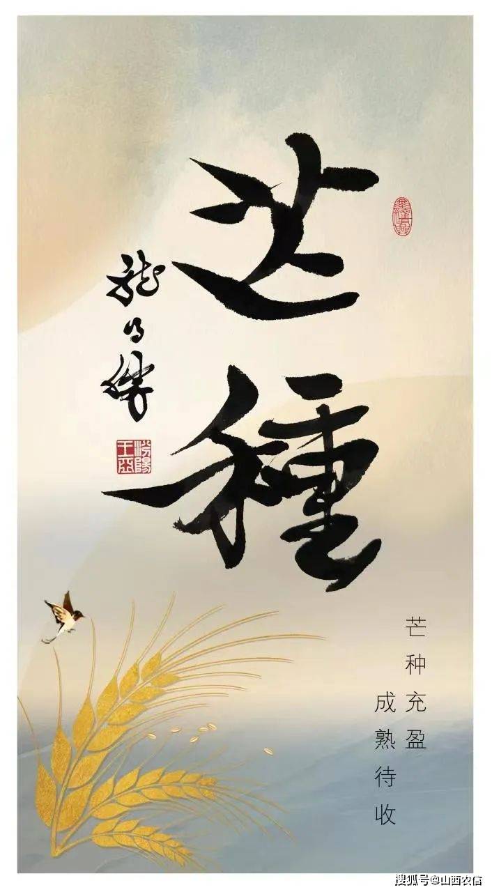 中国传统节气芒种芒种节气介绍定襄农商银行/闫安芒种是农历二十四