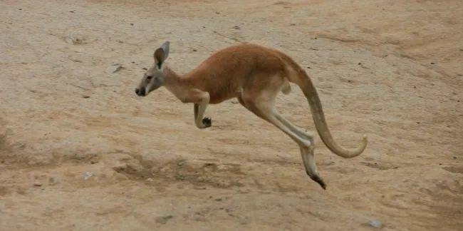 红大袋鼠:快看,我有旋转180度的动耳神功_动物园_耳朵_澳大利亚