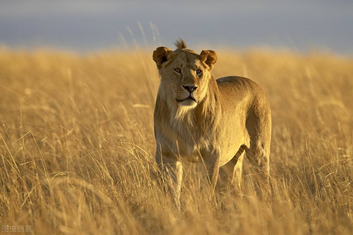 东北虎_体型_雄狮