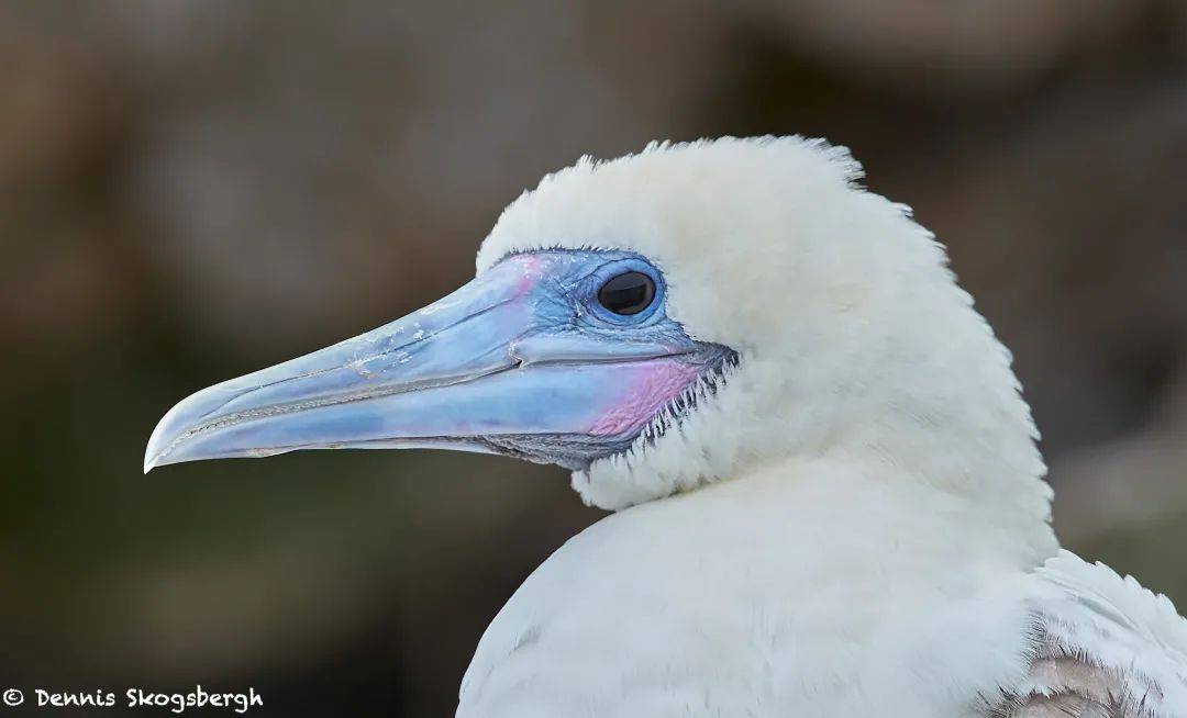 自然红脚鲣鸟西沙群岛的掌上明珠