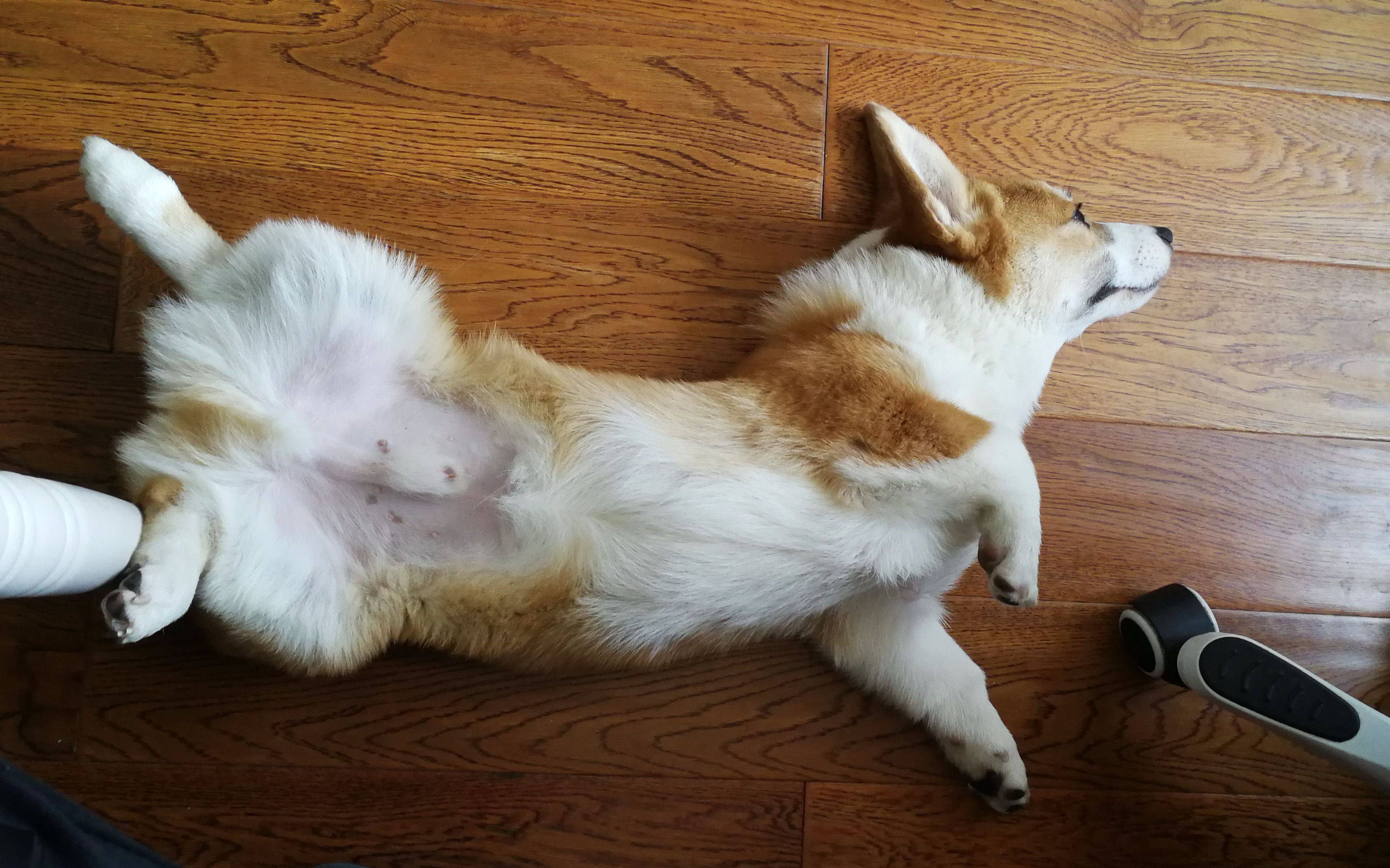 原创狗狗朝你露出肚皮可不仅仅是为了求摸还有这几种意思