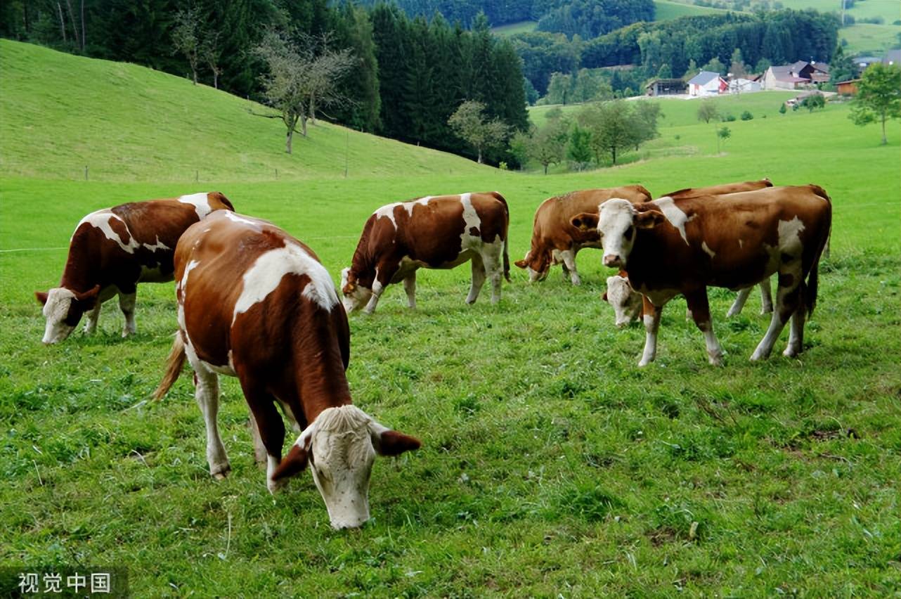 夏季牛容易得哪些病?牛常见病的治疗方法