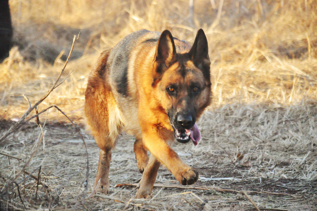 这些"德牧"鲜为人知的秘密,相信大部分人,都还不知道吧_牧羊犬_德国