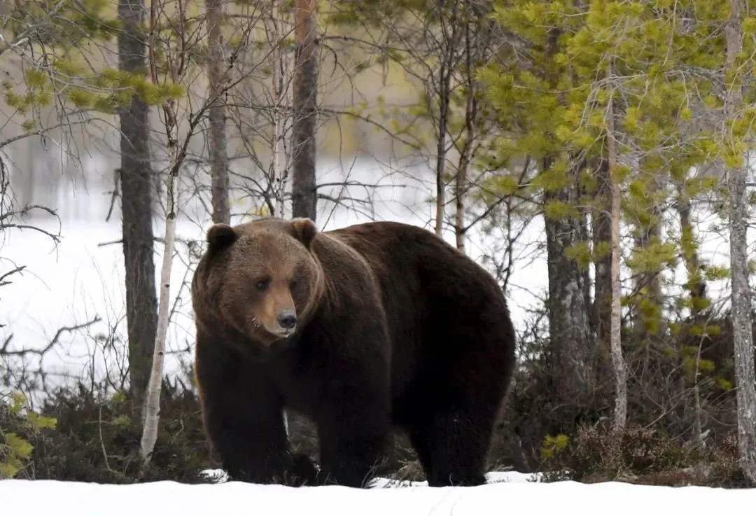 原创熊瞎子真的瞎吗遇到熊装死有用吗
