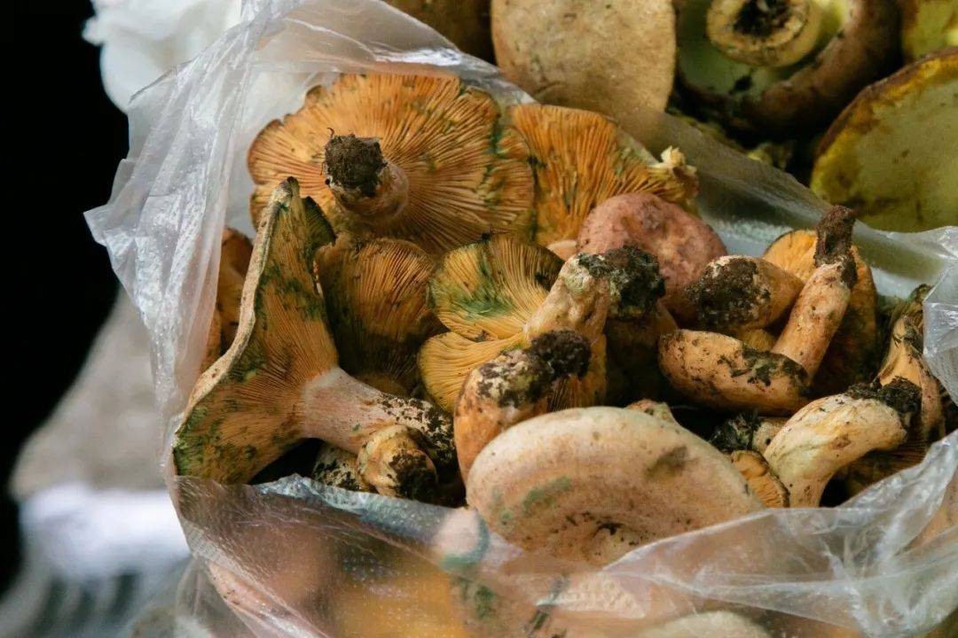 野生菌上市:1500块一斤的松茸分分钟卖光!