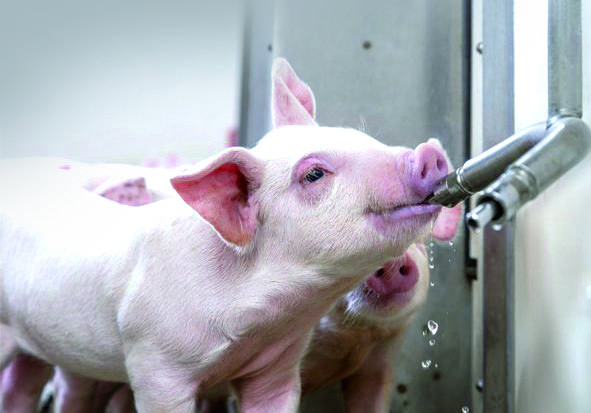 环控课堂知识:清洁的饮水对猪的健康极为重要 !