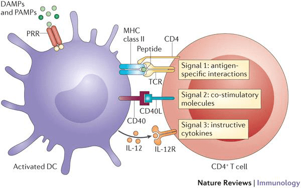 效应T细胞图片图片
