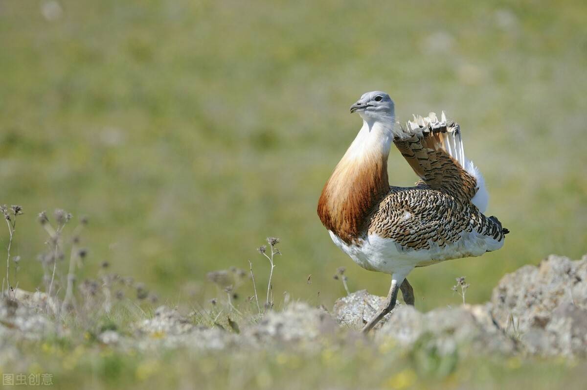 大鸨这种鸟其实算是一种鹤形类目,雌雄是不同大小的一般雄性的大鸨要