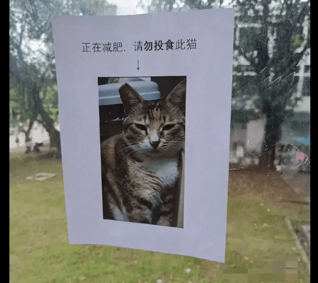 纸条上写着猫咪在减肥请勿投食猫咪一脸不满的表情继续喂啊