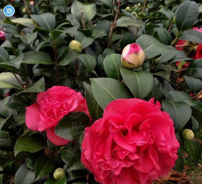 此花打理簡單,花大色豔香味芬芳,放在家裡有面子_種植_茶花_開花