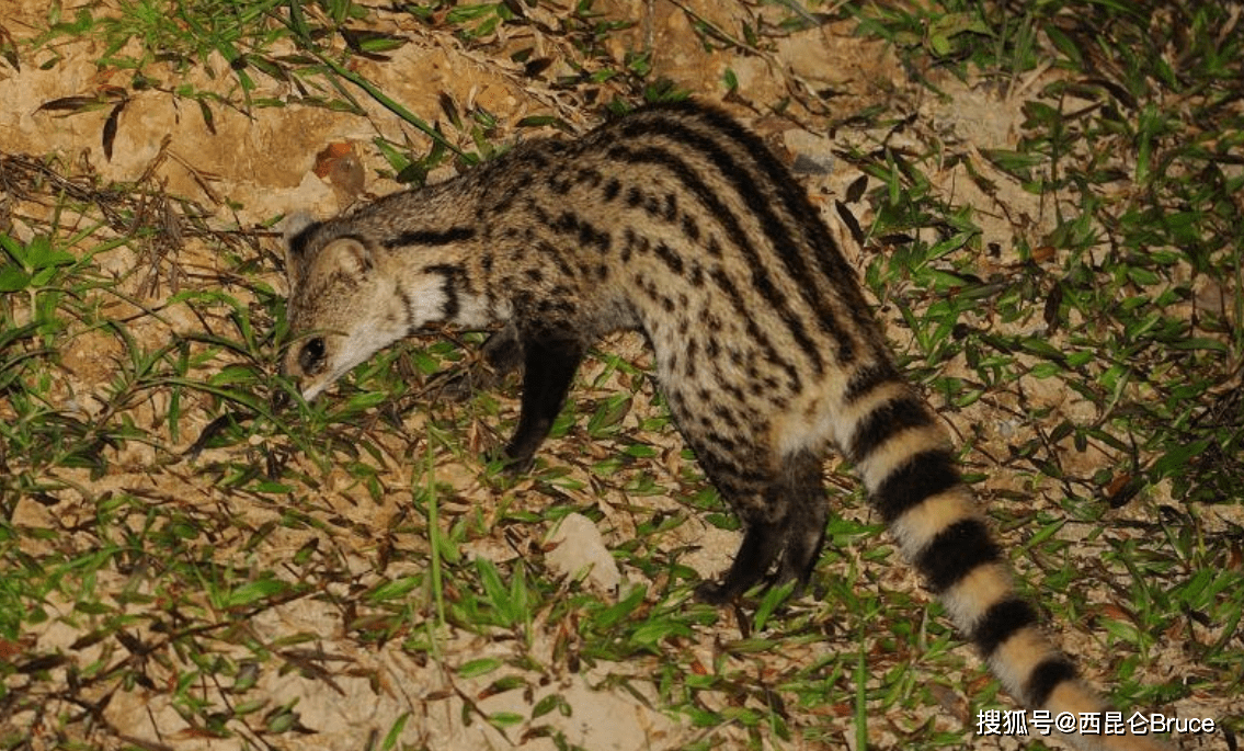 原创湖北火了宜昌发现一级保护动物小灵猫身体可制作昂贵灵猫香