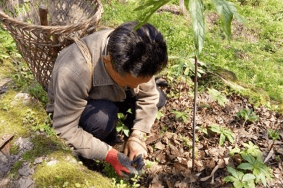 湖北男子被蛇追杀5年,死后蛇群还在其坟墓上安家,他做错了啥?