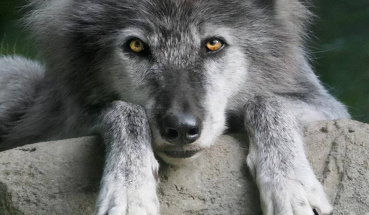 狼狈为奸中的狈到底是什么生物看完或许就有答案了