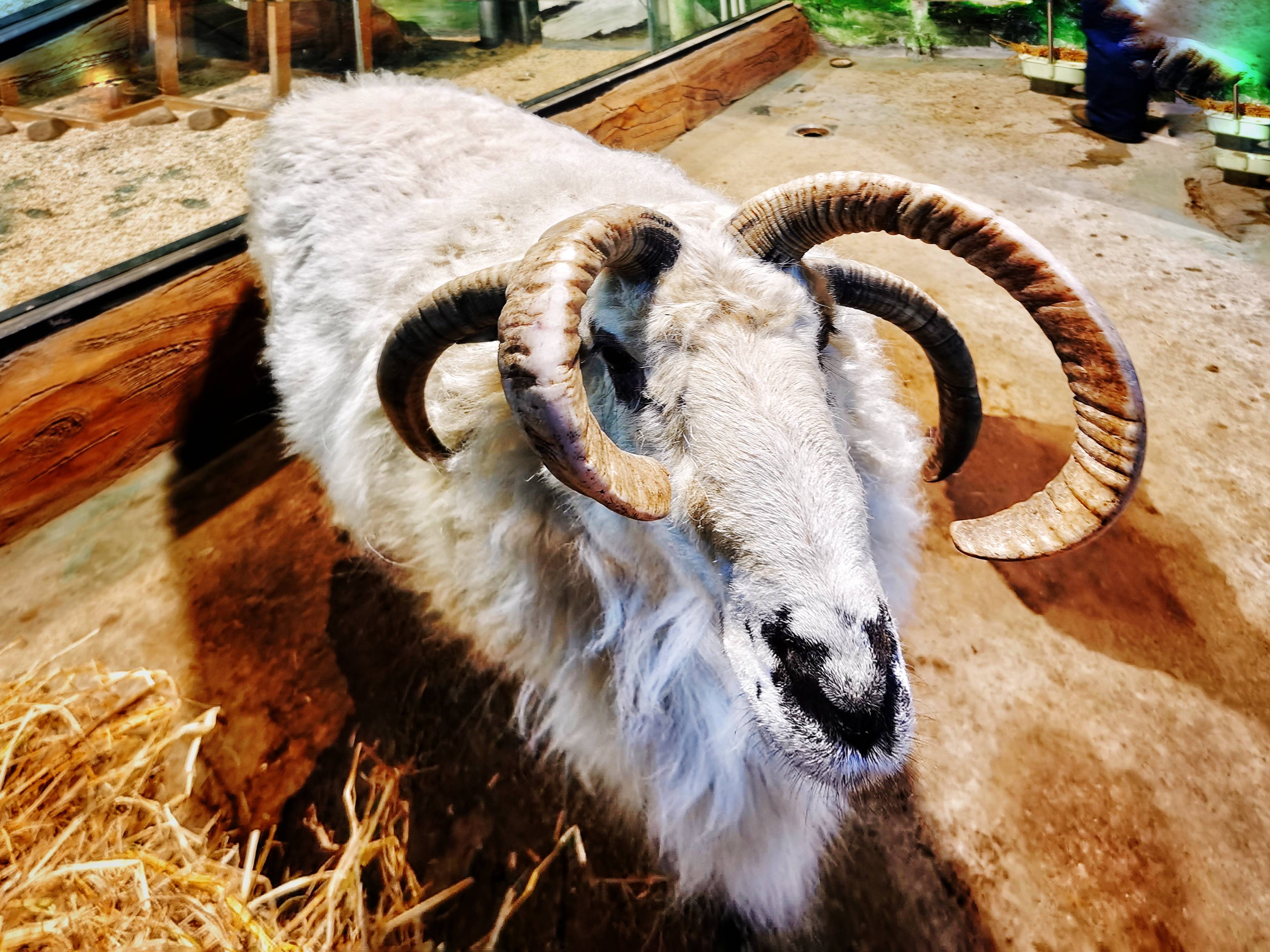 成活率不足百万分之一的雅各伯四角羊,只有澳大利亚和新西兰出现过