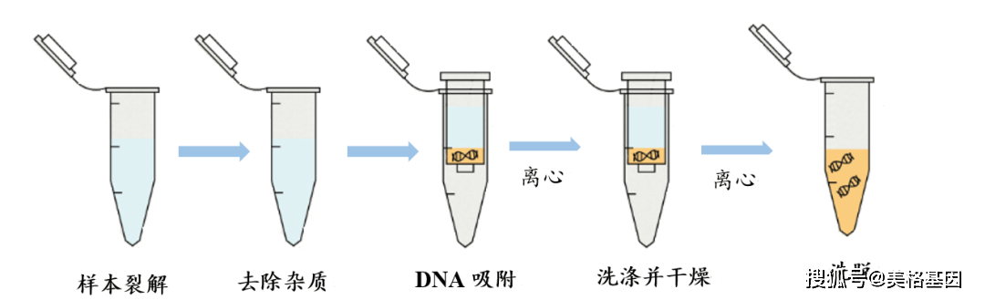 土壤dna提取(硅胶柱法)试剂盒流程图alfa土壤dna 小量提取试剂盒(alfa