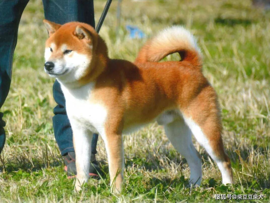 柴犬(shiba),原产于日本,是一种古老的品种