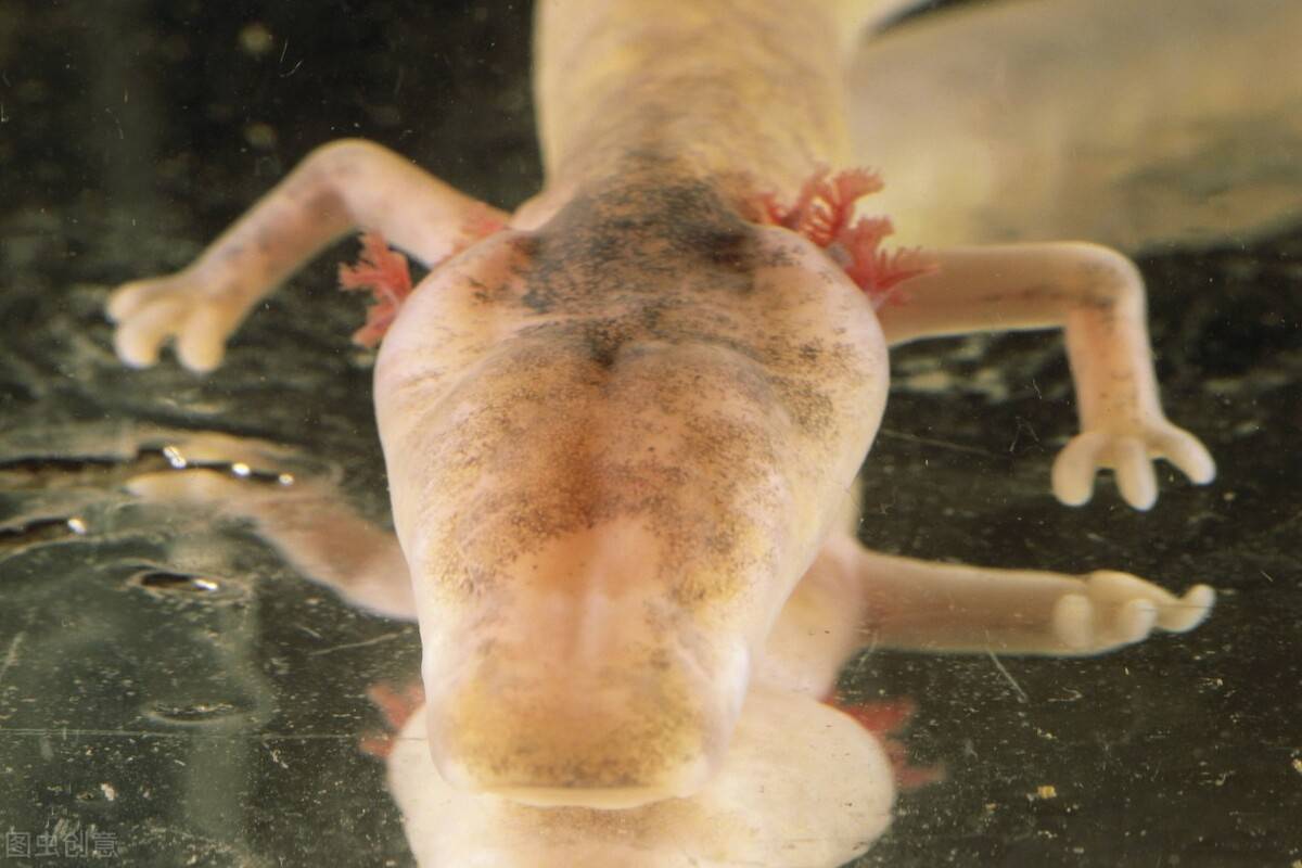 原创12年才交配一次真龙幼崽之称的洞螈是在修炼吗