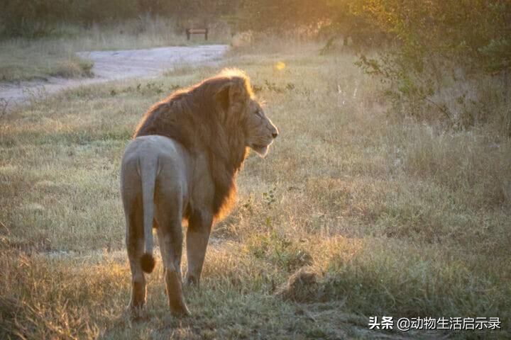 恩古渥雄狮的死亡战败于两头吉尔维雄狮生的光荣死的窝囊