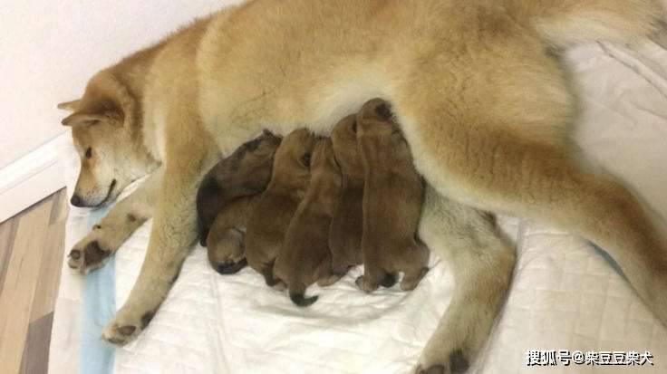 日本柴犬刚出生的样貌图片和饲养指南