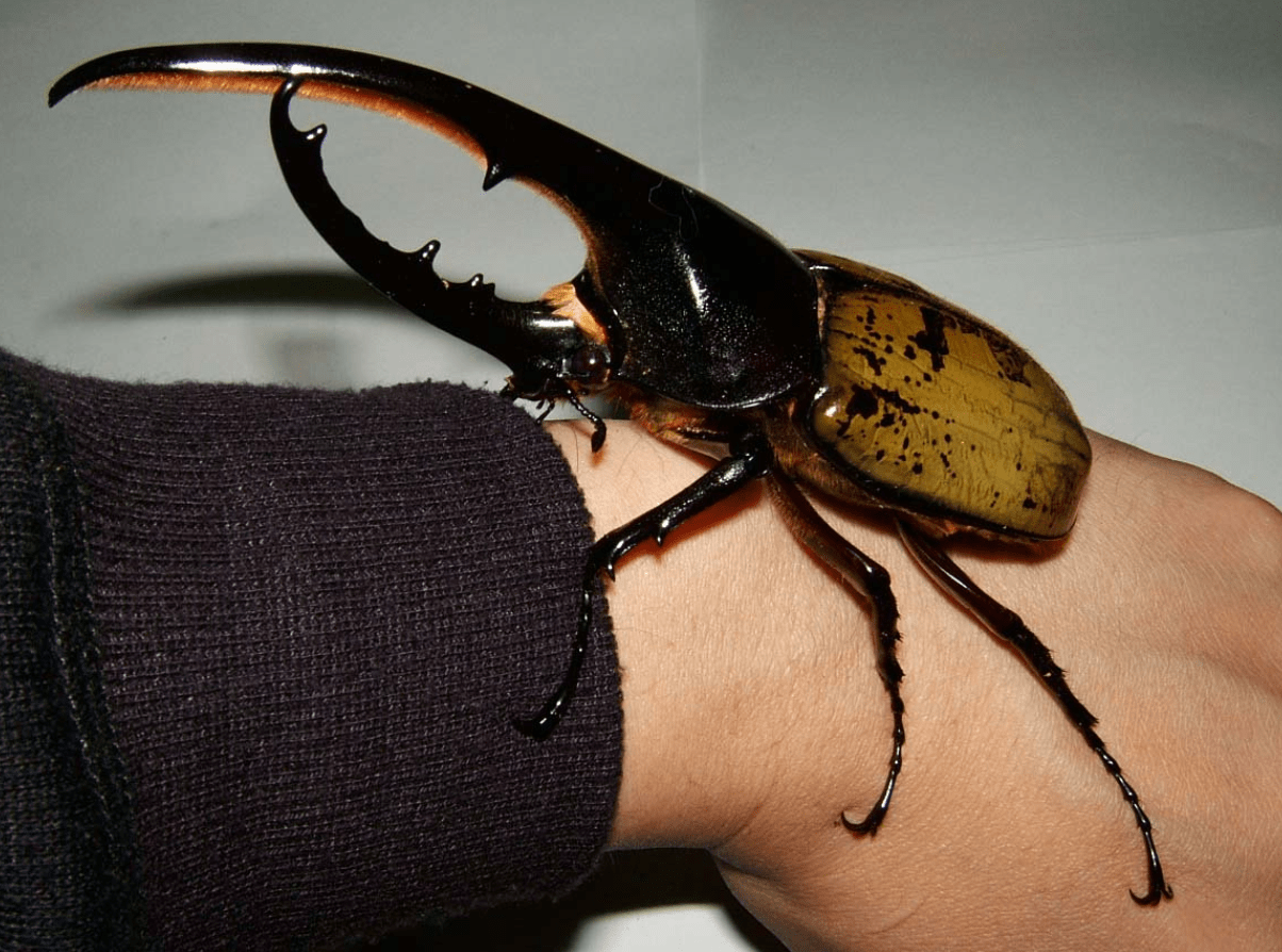 广东查获3只长戟犀金龟,买主想通过"厨具"蒙骗过关_物种_威胁_甲虫