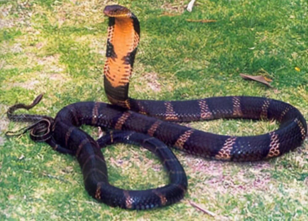 眼镜王蛇作为万蛇之王却是不折不扣的食蛇者