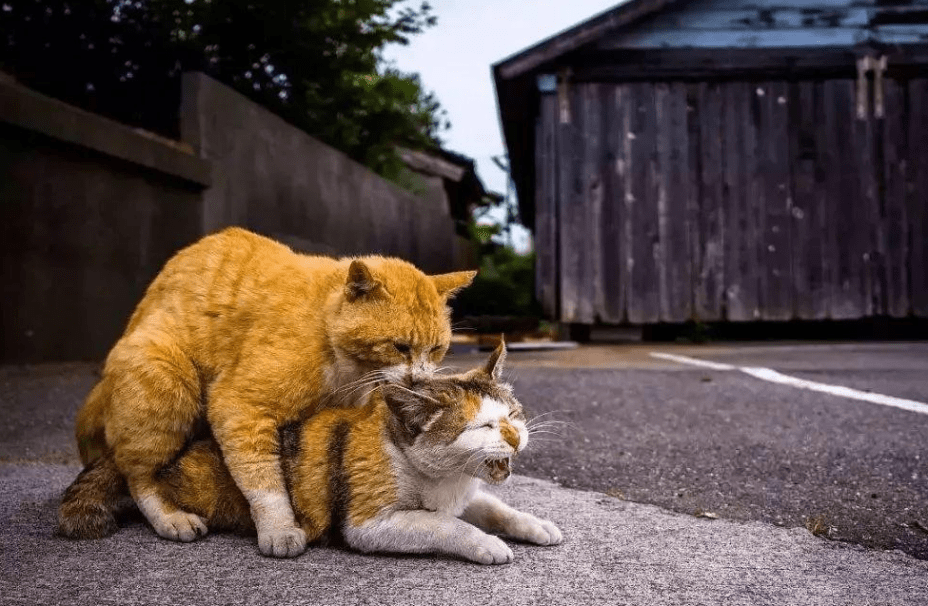原创母猫的奇怪行为为什么交配时叫声凄惨之后还攻击雄性