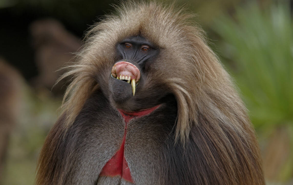狮尾狒:山之灵猴,食草却高原称王,在其领地内,鬣