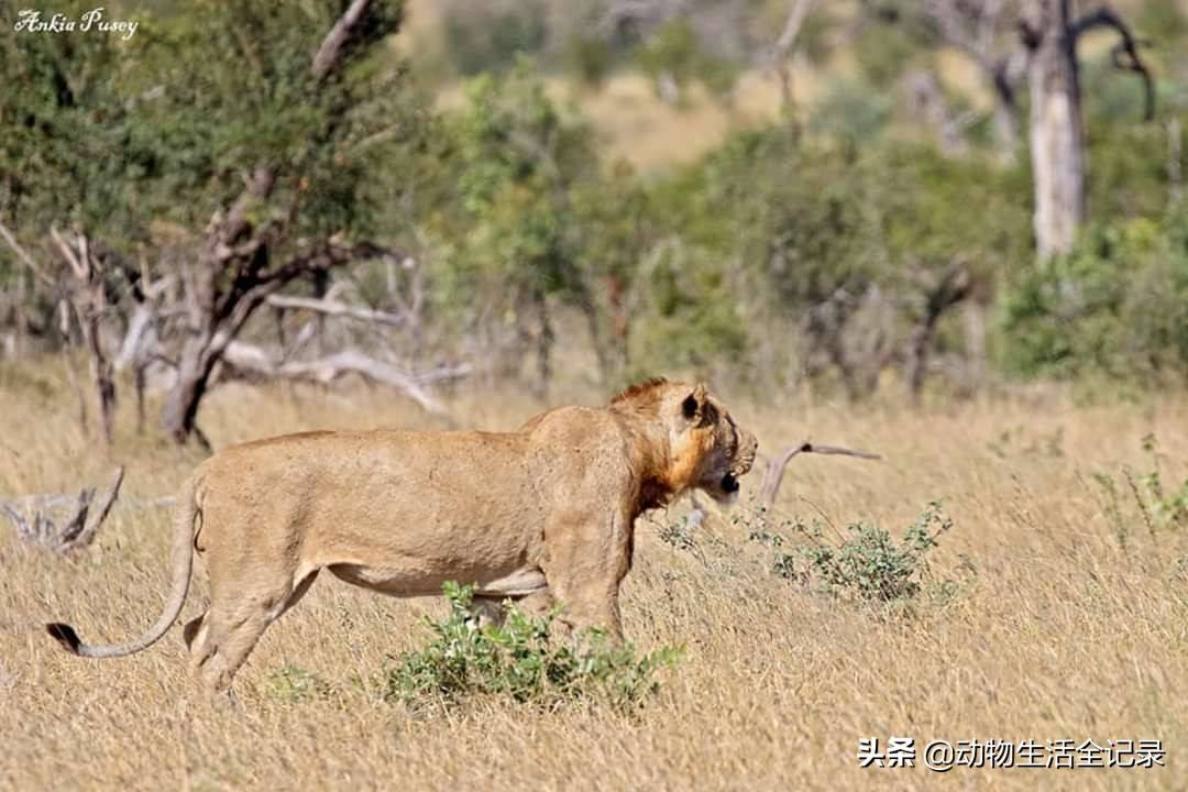 渥哈米雄狮死性不改返回马杰征保护区继续寻找自己的母狮