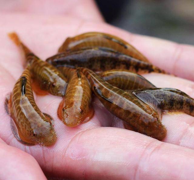 喜爱生活于平地河川,缓静较浅水区花石鲫,它不是鲫