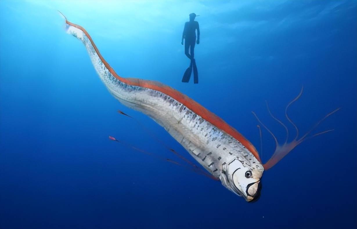 原创6米地震鱼现身台湾它的出现真的预示着近期会发生地震