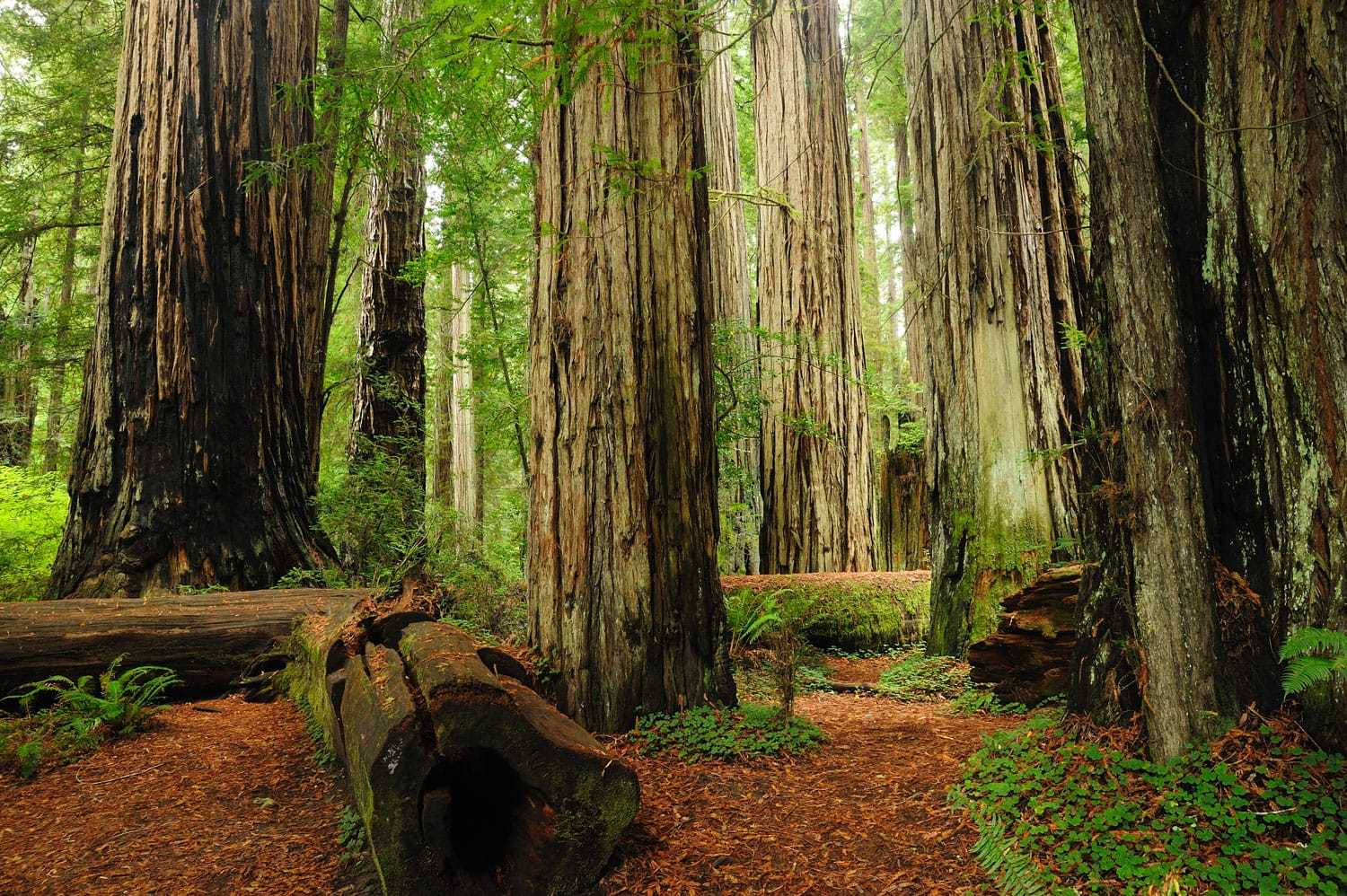 美国加利福尼亚州红木国家公园和州立公园