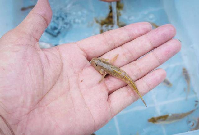 而且麻姑鱼有个特点,就是喜欢静静地趴在河底砂石上一动