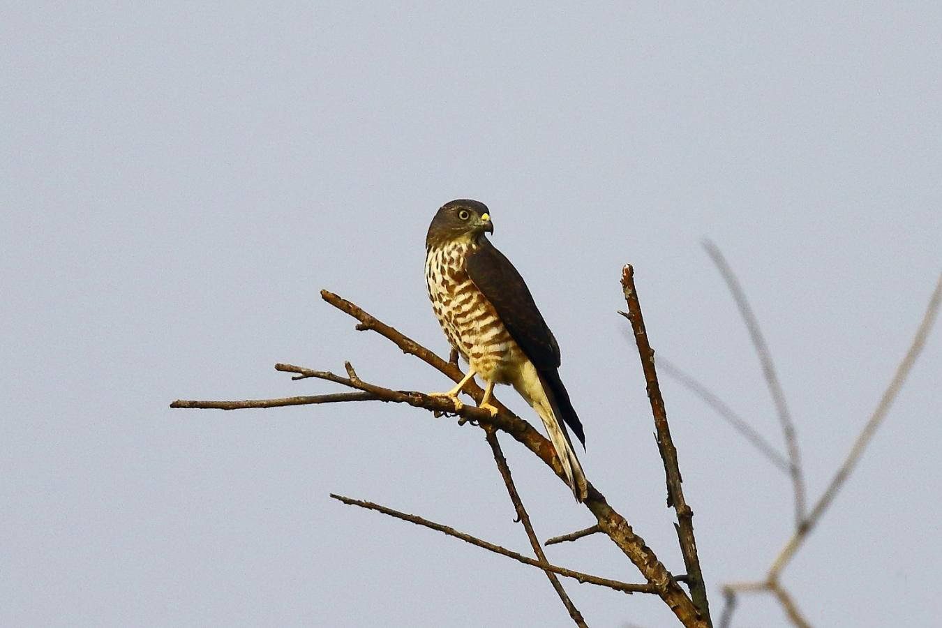 原创小学生发现矿泉水松雀鹰印错真伪只差一根羽毛松雀鹰是什么鸟