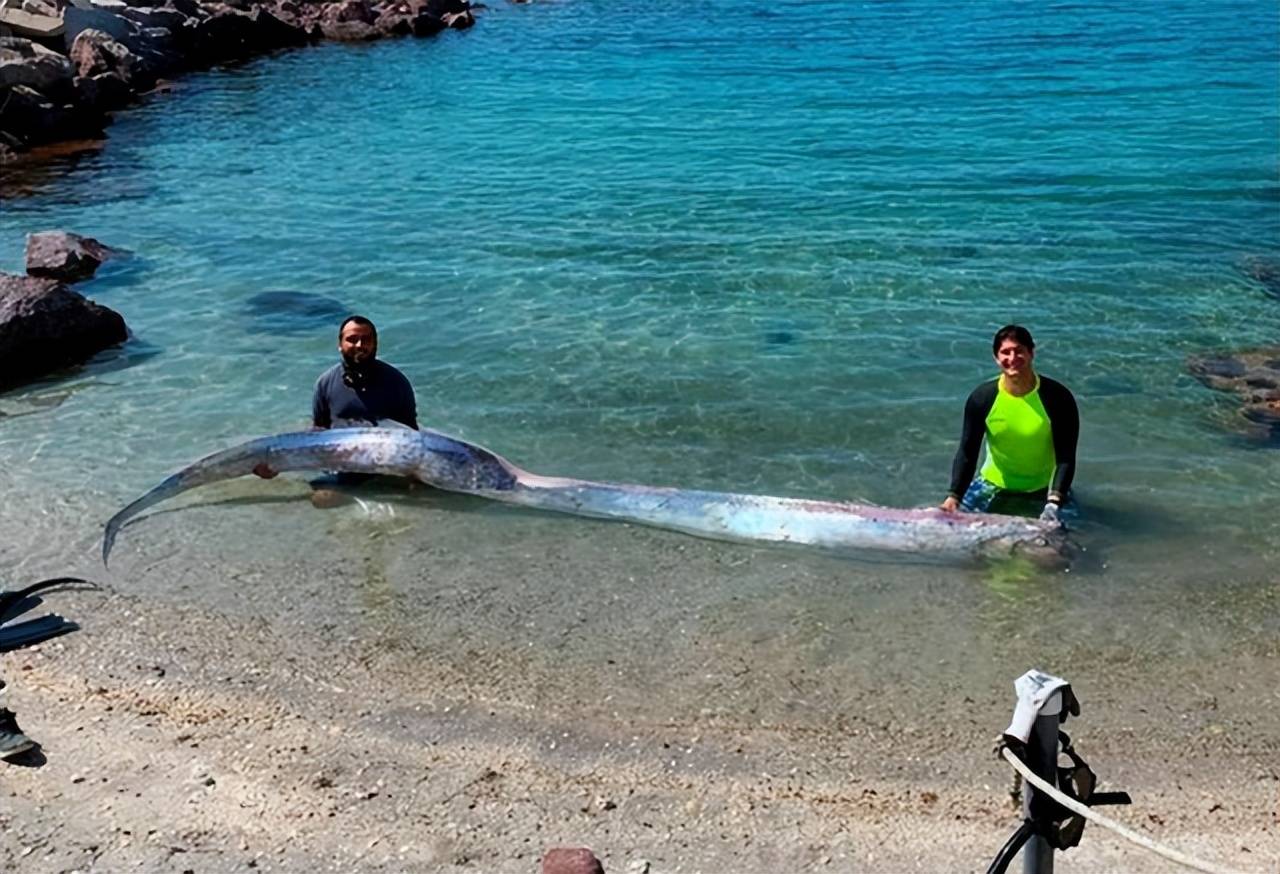 原创6米地震鱼现身台湾它的出现真的预示着近期会发生地震