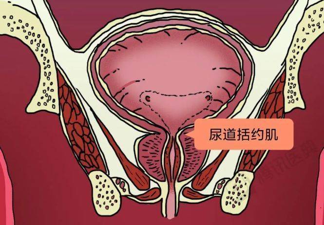 憋尿到極限,是一種怎樣的體驗?_膀胱_尿液_檢測