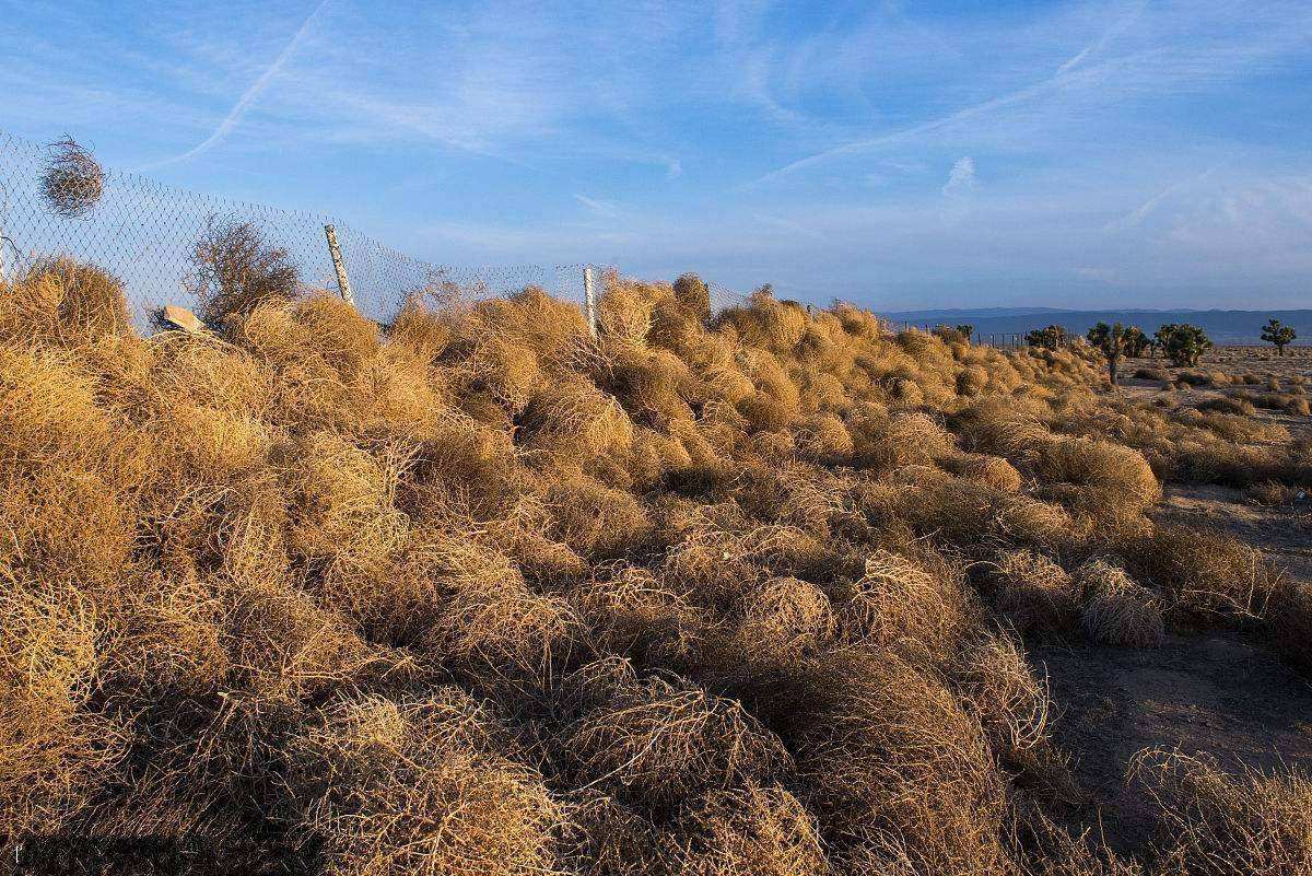 原创风滚草在美国泛滥成灾入侵数条公路在我国为何难以长大