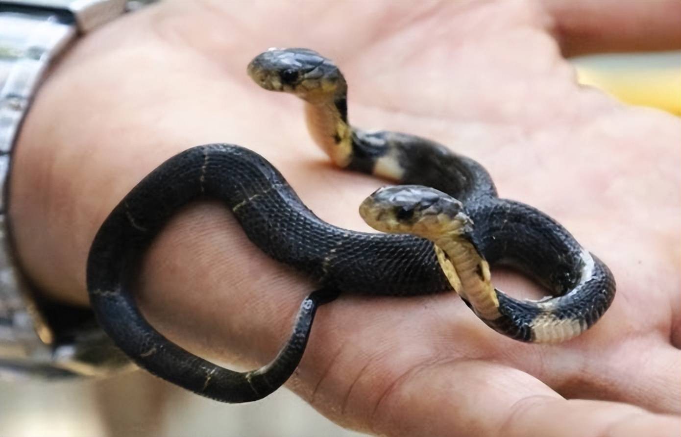 唐山双头蛇，世界之最！_搜狐网, image size:1390x892