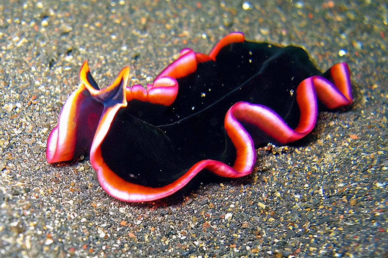 原创动物再生能力盘点十大具备再生能力的动物