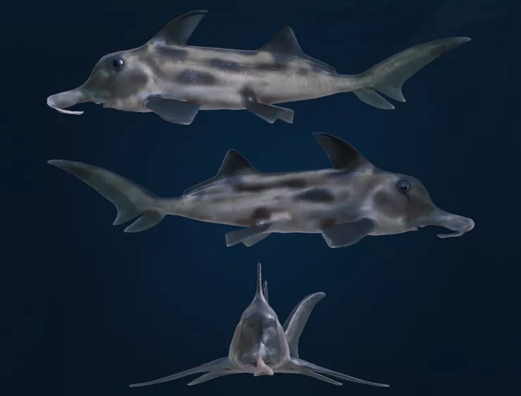 「物种」造型奇特的长鼻怪鱼-米氏叶吻银鲛_大象_鲨鱼_图片