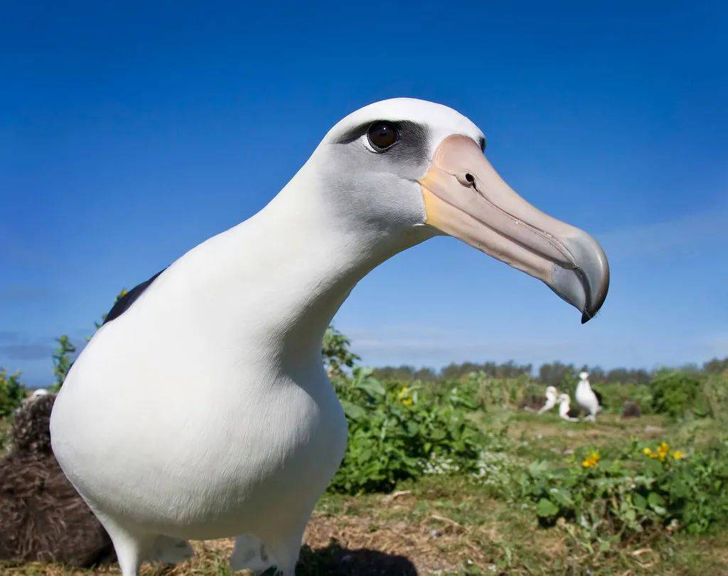 70岁信天翁又当妈,生育能力惊人,现存寿命最长的奇迹之鸟_智慧_伴侣