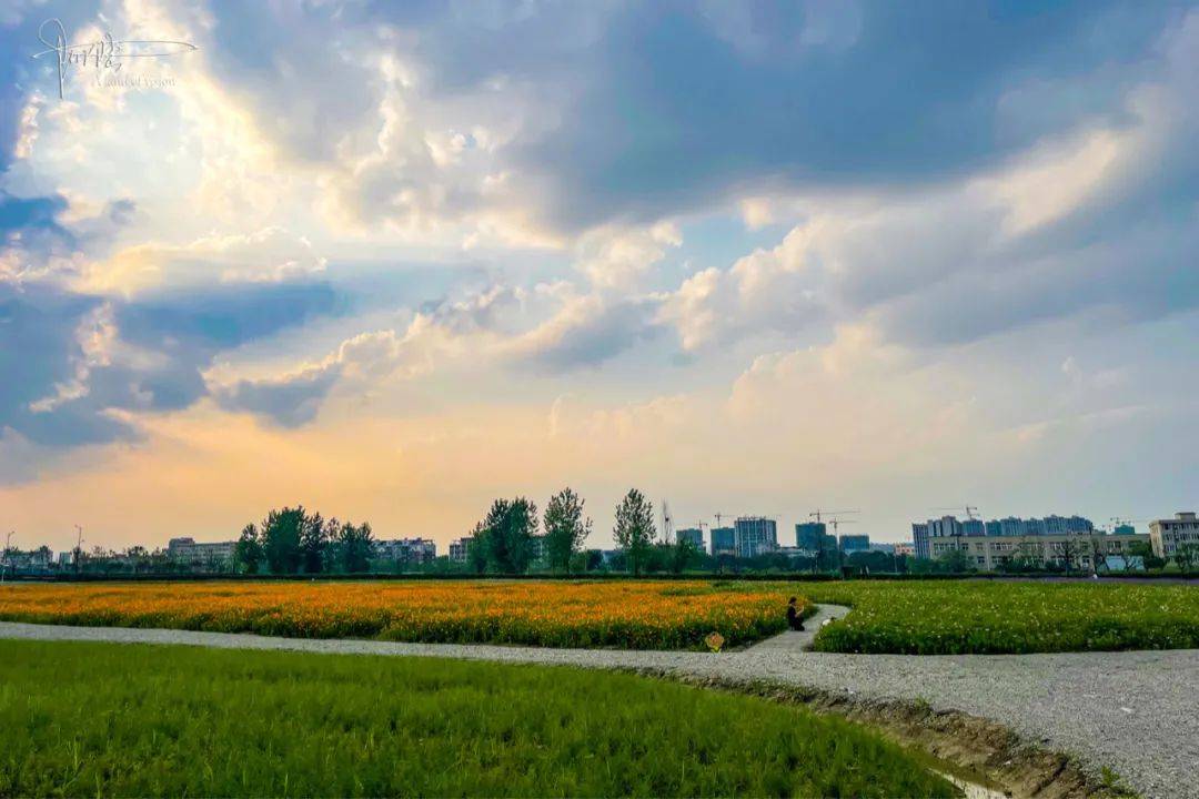 杭州城北有片占地65亩的精致花海，环境优越游客稀少，你心动吗