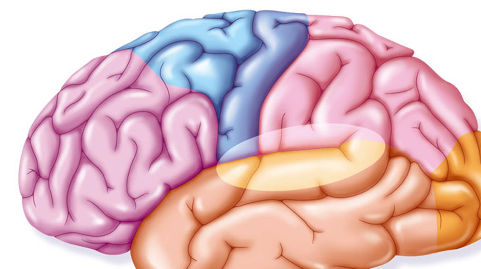 教你7招增强记忆力,有效预防健忘症_大脑_锻炼_功能